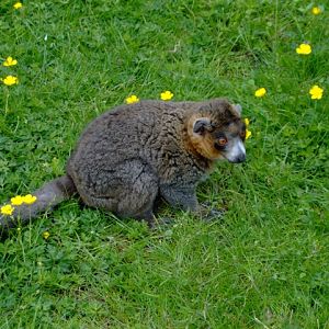 mongoose lemur