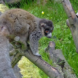 mongoose lemur