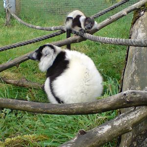 black and white ruffed with baby