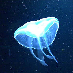 Jellyfish at Berlin Zoo Aquarium