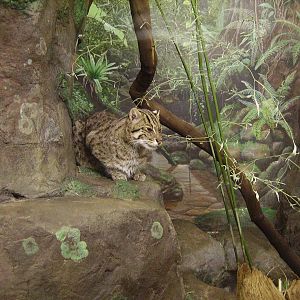 Fishing Cat