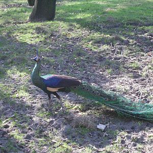Green Peafowl