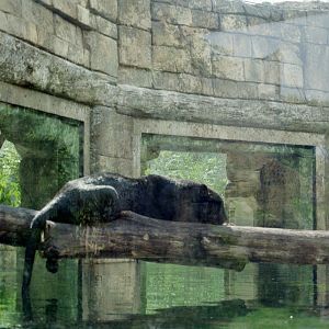 Black Jaguar - Jacksonville Zoo