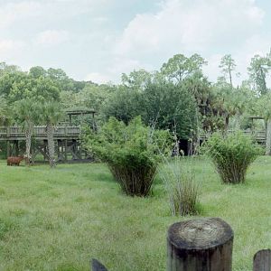 Bongo Yard - Jacksonville Zoo