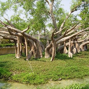 Siamang Island - Miami Metrozoo