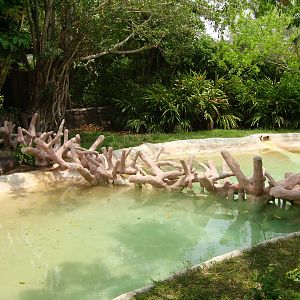 Pygmy Hippopotamus exhibit - Miami Metrozoo