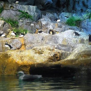 Puffins, Jurong BirdPark