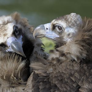 Black vultures at Chester