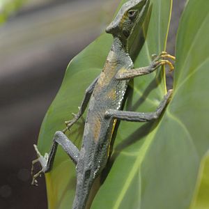 Casque-headed lizard