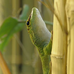 Madagascar day gecko, adult