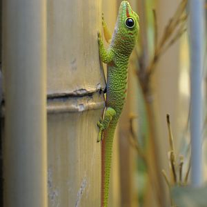Madagascar day gecko, hatchling