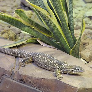 Spiny-tailed monitor