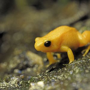 Golden Mantella