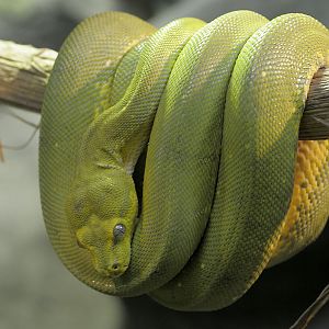 Green tree python