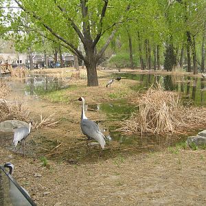 Cranes - Beijing Zoo
