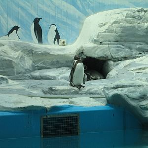 Humboldt Penguin exhibit - Beijing Zoo