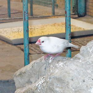 White Java Sparrow - Beijing Zoo