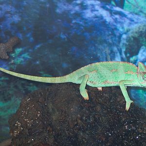 Chameleon - Beijing Zoo