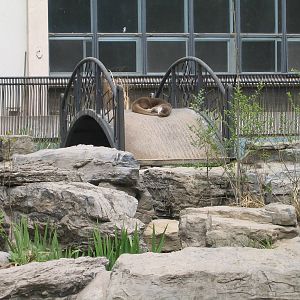 Giant Otter ? Beijing Zoo