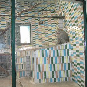 Baboon - Beijing Zoo