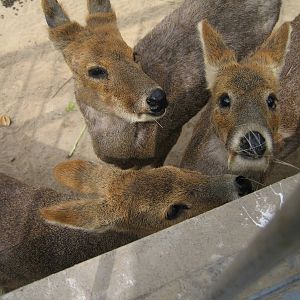 Chinese River Deer - Beijing Zoo