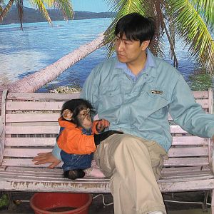 Chimpanzee - Beijing Zoo