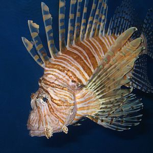 Broadbarred Firefish - Beijing Zoo Aquarium
