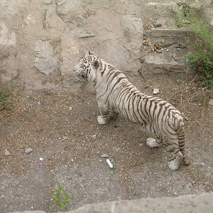 Bengal Tiger - Beijing Zoo