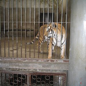 Tiger - Beijing Zoo