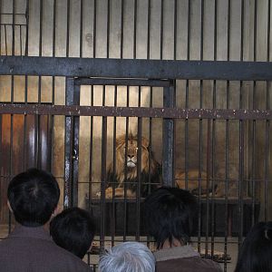 Lion - Beijing Zoo