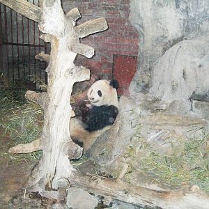 Giant Panda - Beijing Zoo