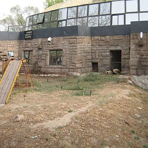 Giant Panda - Beijing Zoo