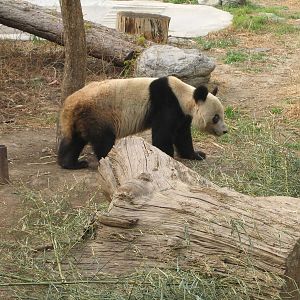 Giant Panda - Beijing Zoo