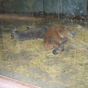 Red and Grey Kangaroos - Beijing Zoo