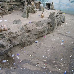 Beijing Zoo shocking enclosures with sick animals