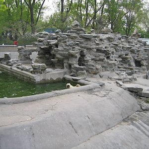 Polar Bear - Beijing Zoo