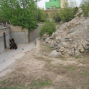 Brown Bears - Beijing Zoo