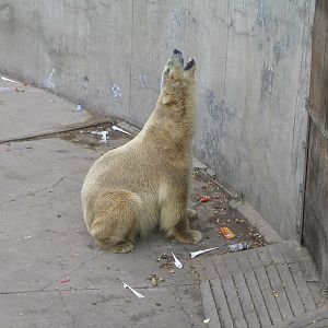 Polar Bear - Beijing Zoo