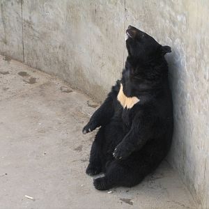 Moon Bear ? Beijing Zoo