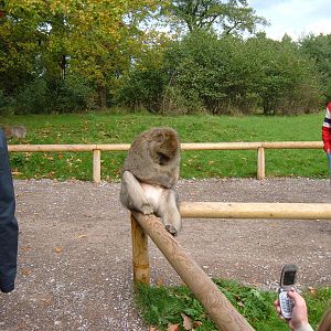 Barbary Macaque at Trentham Monkey Forest
