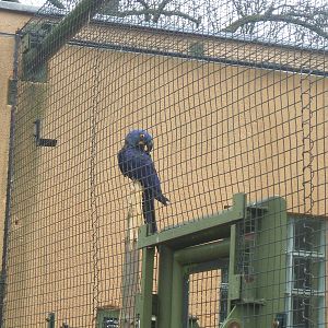 Hyacinth Macaw at London Zoo