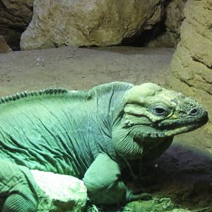Rhinoceros Iguana at London Zoo