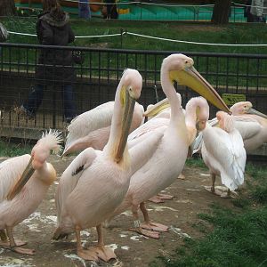 Eastern White Pelicans at London Zoo