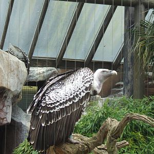 Vulture at London Zoo