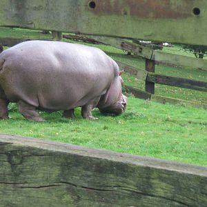 Hippo at Whipsnade