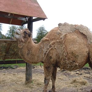 Hybrid Camel at West Midlands