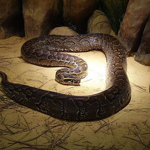 African Rock Python