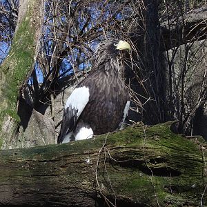 Steller's Sea Eagle