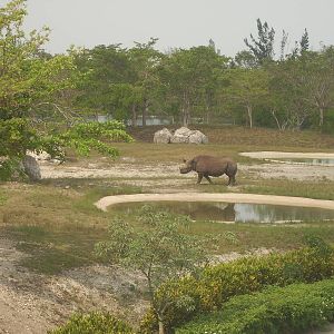 Eastern Black Rhinoceros