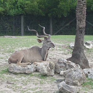 Greater Kudu